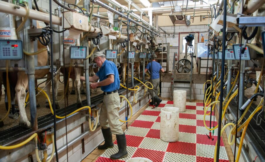 Lampy LED zwiększają produkcję mleka