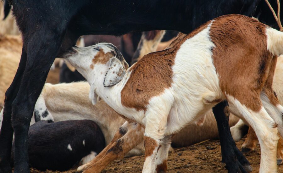Oświetlenie dla krów