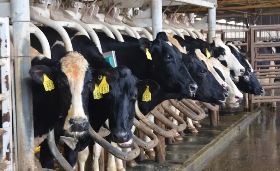 Oświetlenie krów mlecznych